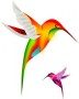 Colibri